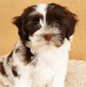 Havanese puppy for sale