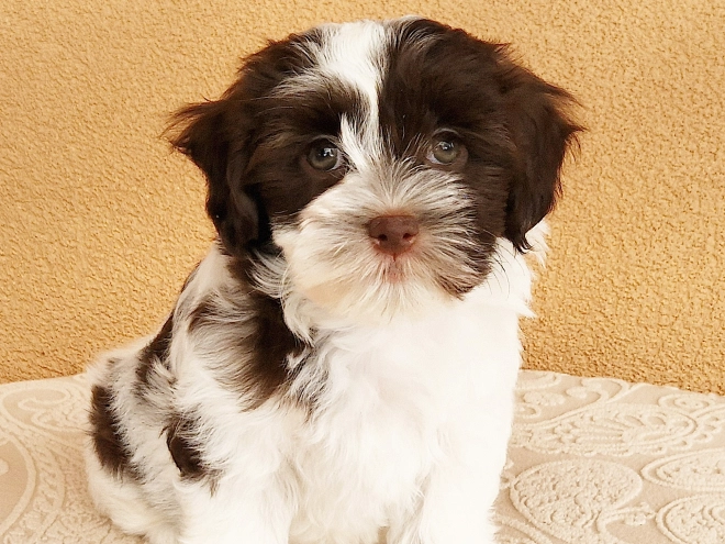 Havanese puppy for sale