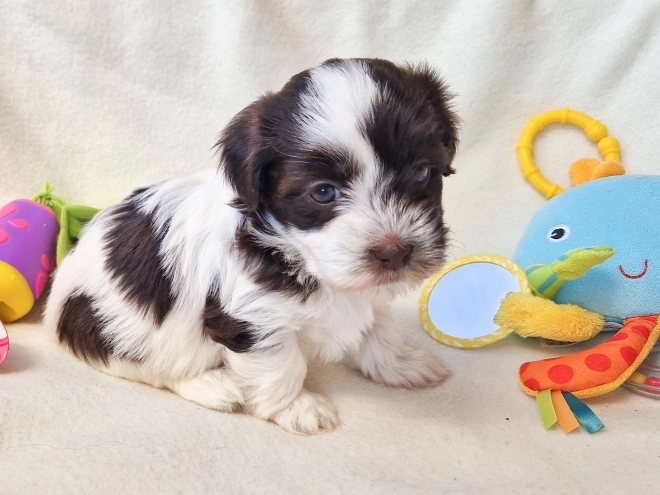 Havanese puppy for sale
