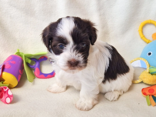 Havanese puppy for sale