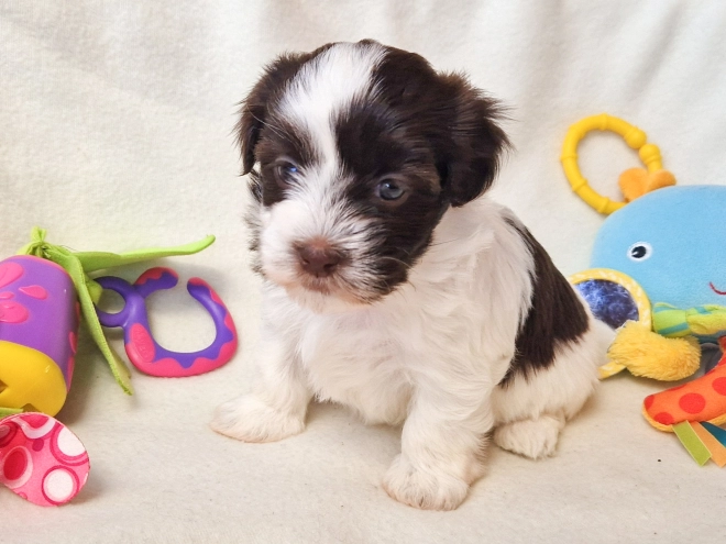Havanese puppy for sale