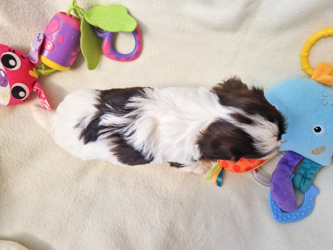 Havanese puppy for sale