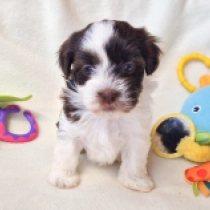 Shorty, white with Chocolate markings Havanese for sale