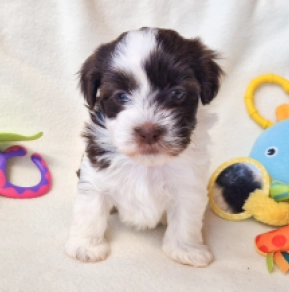 Havanese puppy for sale