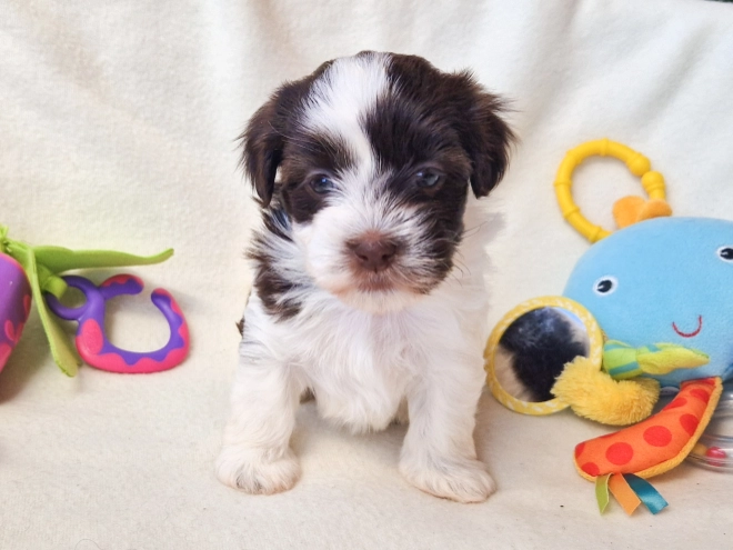 Havanese puppy for sale
