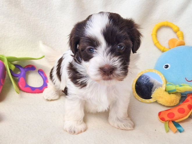 Havanese puppy for sale