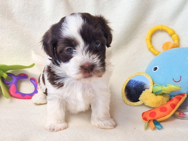 Havanese puppy for sale