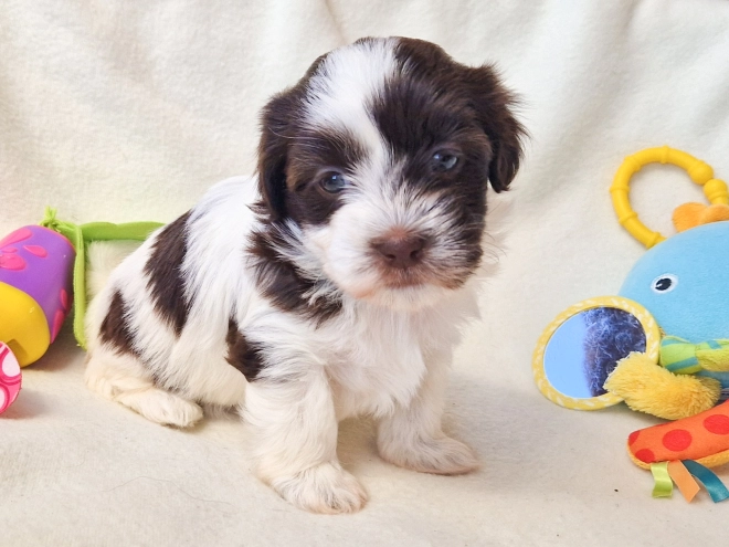 Havanese puppy for sale