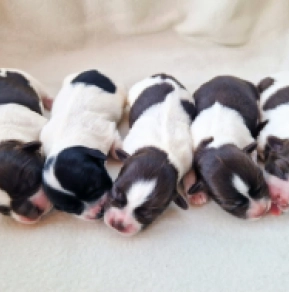Havanese puppy for sale