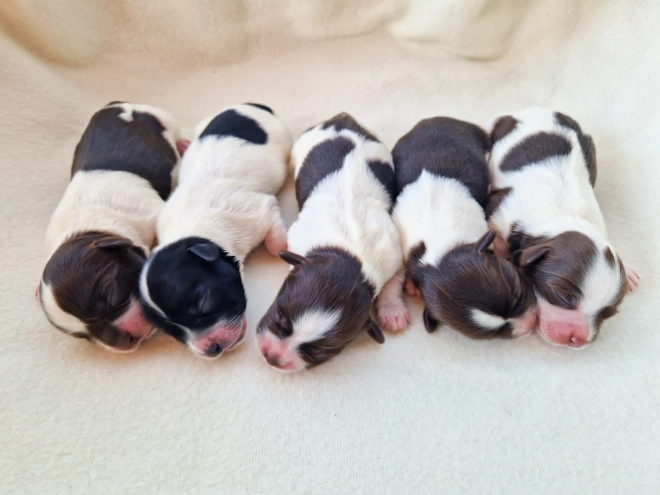 Havanese puppy for sale