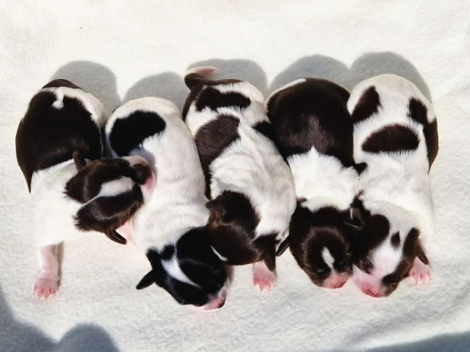 Havanese puppy for sale