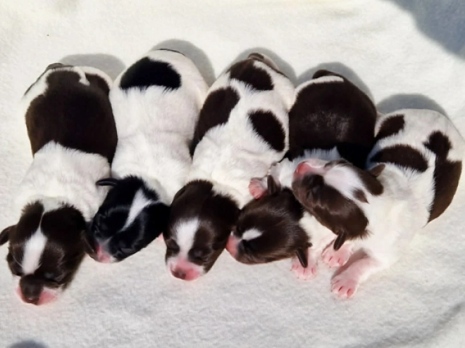 Havanese puppy for sale