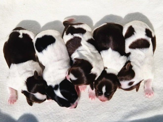 Havanese puppy for sale