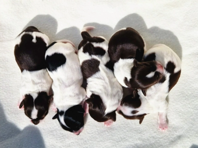 Havanese puppy for sale