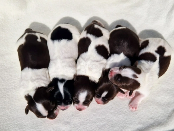 Havanese puppy for sale