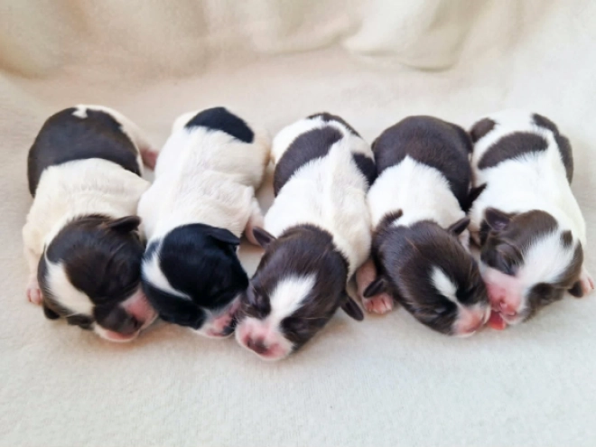 Havanese puppy for sale