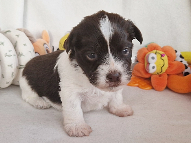 Havanese puppy for sale