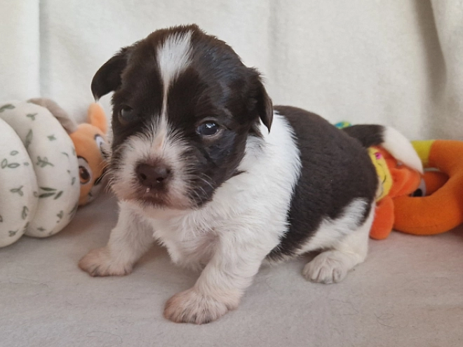 Havanese puppy for sale