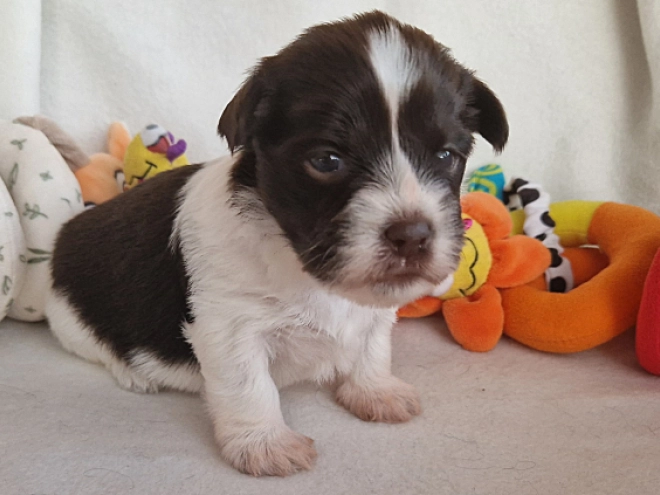 Havanese puppy for sale