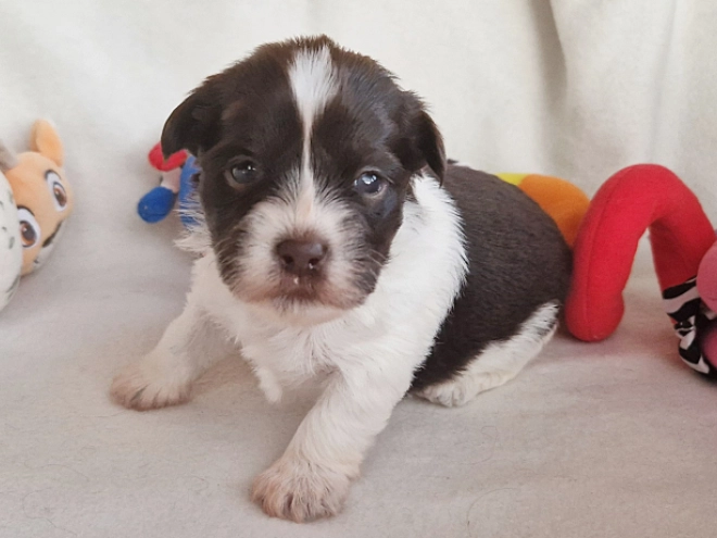 Havanese puppy for sale