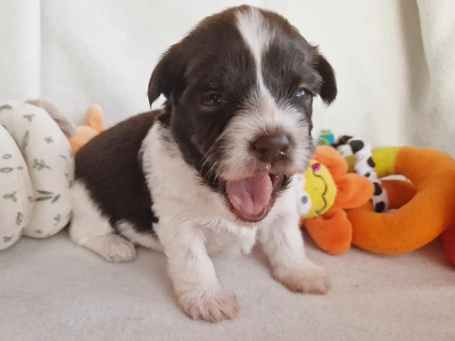 Havanese puppy for sale