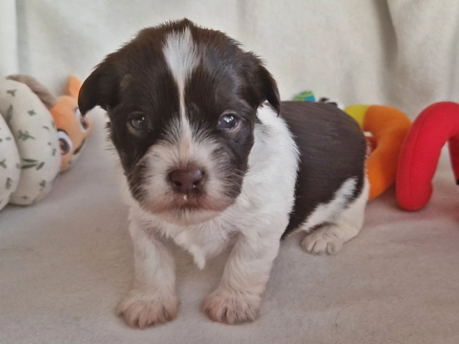 Havanese puppy for sale
