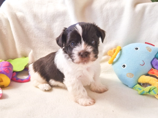 Havanese puppy for sale