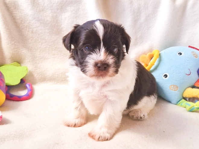 Havanese puppy for sale