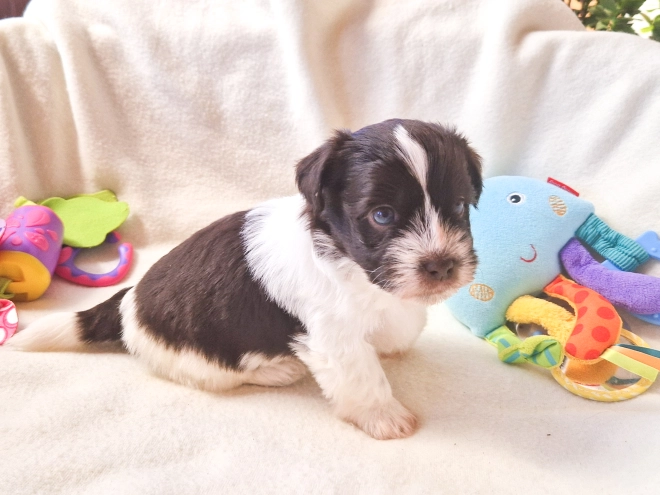 Havanese puppy for sale