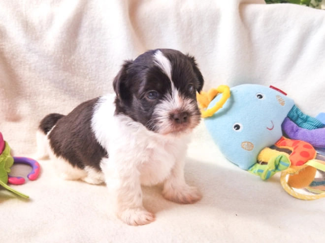 Havanese puppy for sale