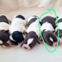First Pick male, white with Chocolate markings Havanese for sale
