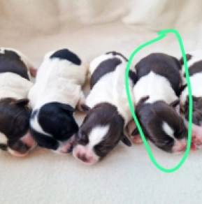 First Pick male, white with Chocolate markings Havanese for sale