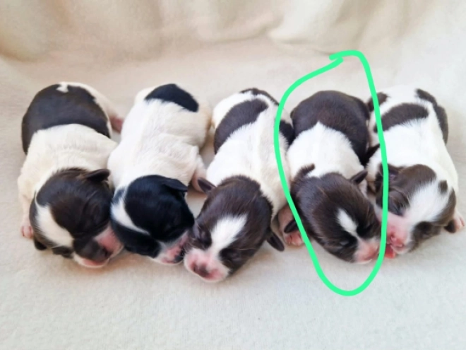 Havanese puppy for sale