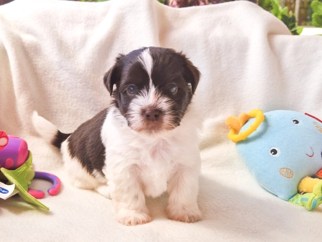 Havanese puppy for sale