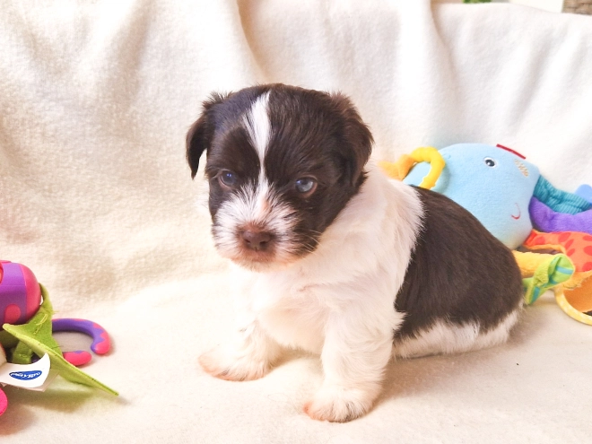 Havanese puppy for sale