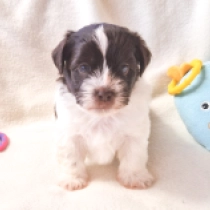 Billy, white with Chocolate markings Havanese for sale