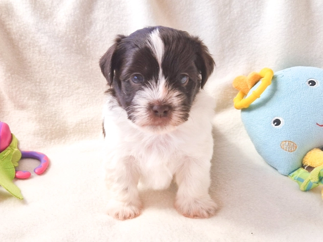 Havanese puppy for sale