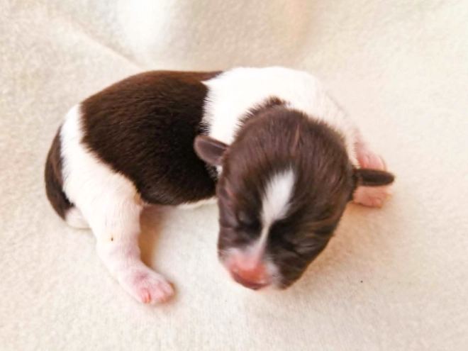Havanese puppy for sale