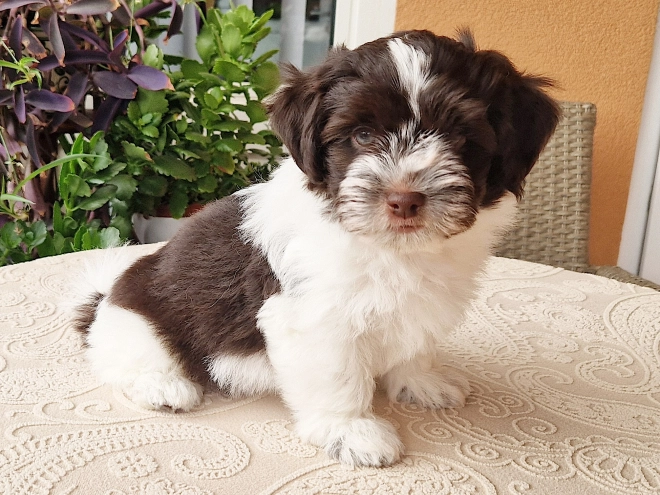 Havanese puppy for sale