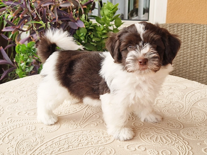 Havanese puppy for sale