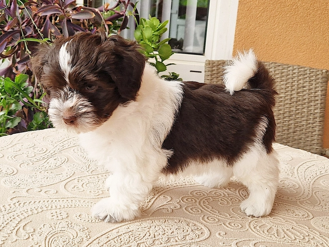 Havanese puppy for sale