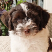 Billy, white with Chocolate markings Havanese for sale