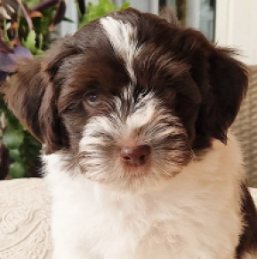 Billy, white with Chocolate markings Havanese for sale