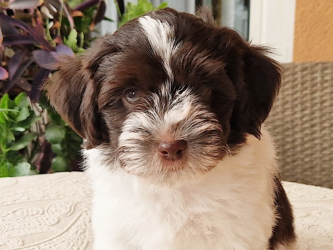 Havanese puppy for sale