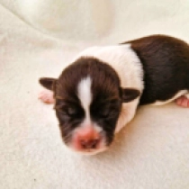 First Pick male, white with Chocolate markings Havaneser Welpen kaufen