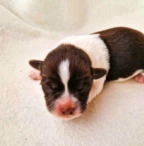 Havanese puppy for sale