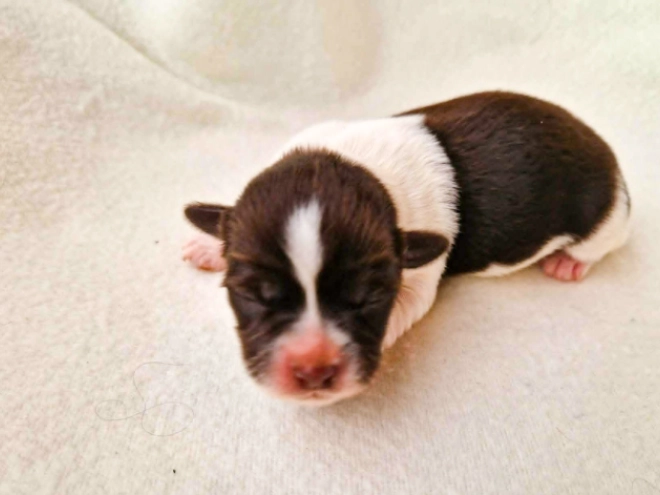 Havanese puppy for sale