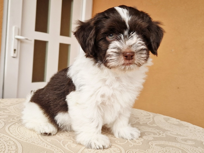 Havanese puppy for sale