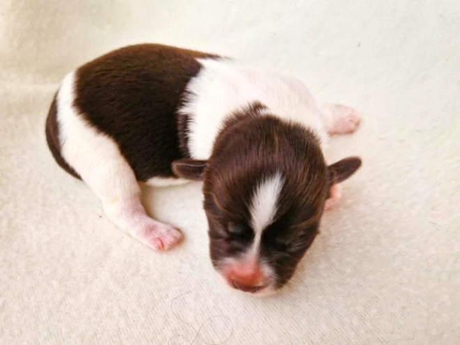 Havanese puppy for sale