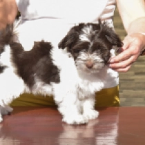 Billy, white with Chocolate markings Havaneser Welpen kaufen